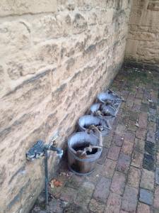 11072104_10152667883187791_309493386_n